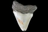 Bargain, Megalodon Tooth - North Carolina #76316-1